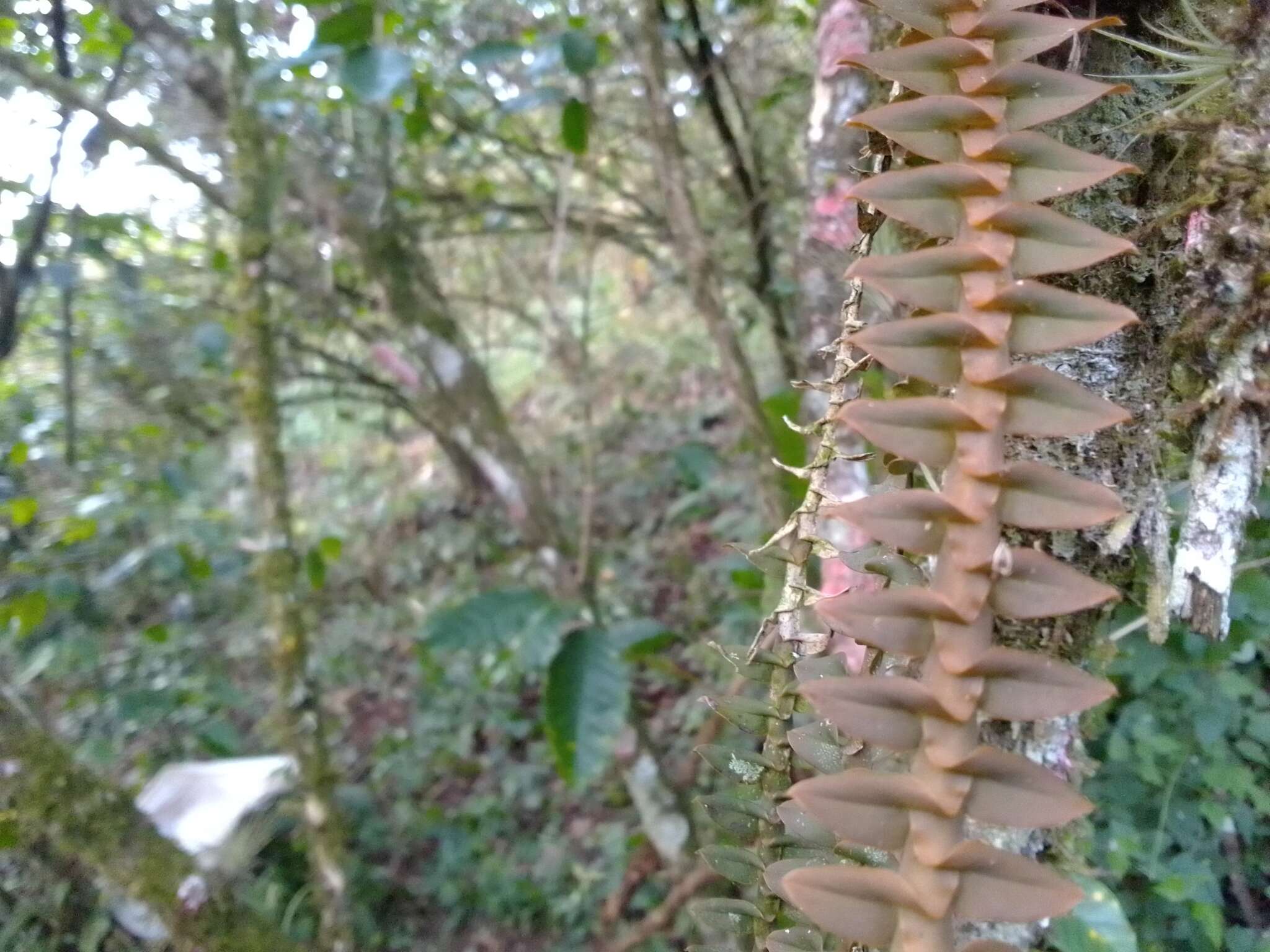 Dichaea muricatoides Hamer & Garay的圖片