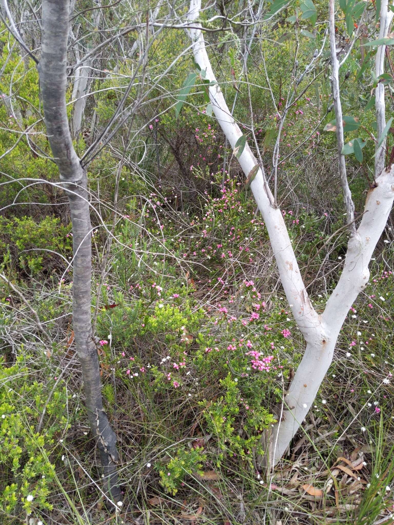 Image of Australian Native Rose