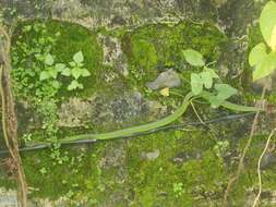 Image of Nepal pitviper