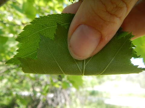 Image of fanleaf hawthorn