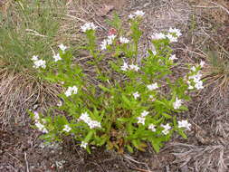 Image of longleaf summer bluet