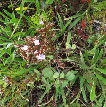 Image of Staticeae