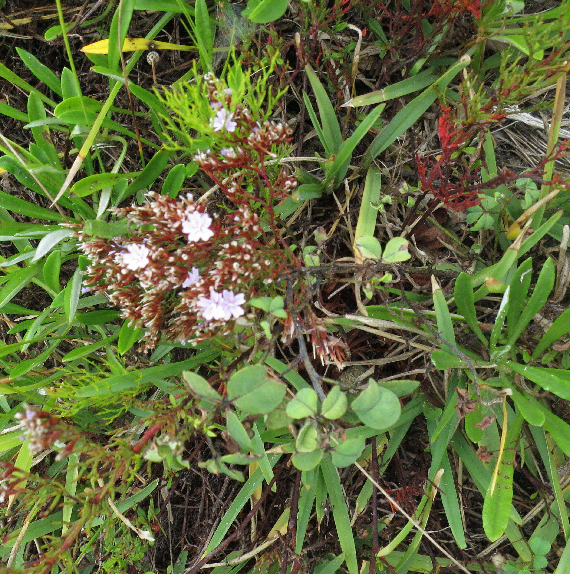 Слика од Limonium scabrum var. scabrum