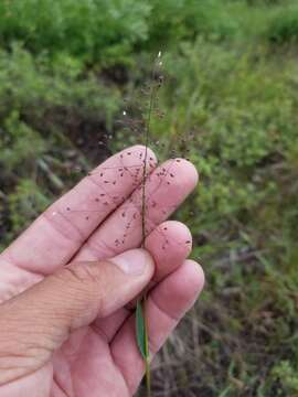 Image of Lindheimer panicgrass