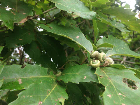 Imagem de Quercus serrata Murray