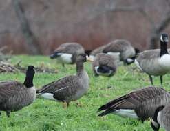 صورة Anser albifrons flavirostris Dalgety, Scott & P 1948