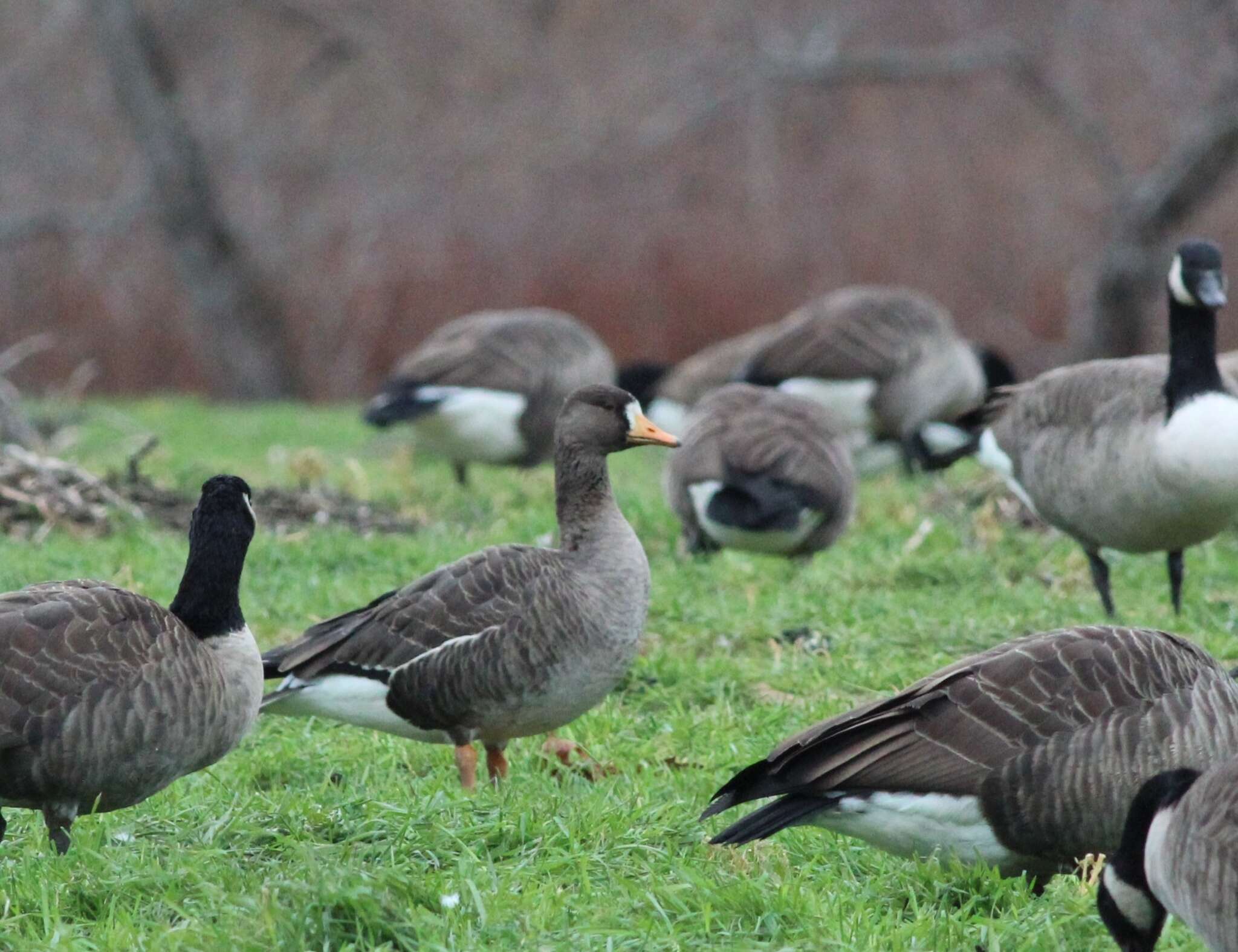 Image of Greenland White-fronted Goose