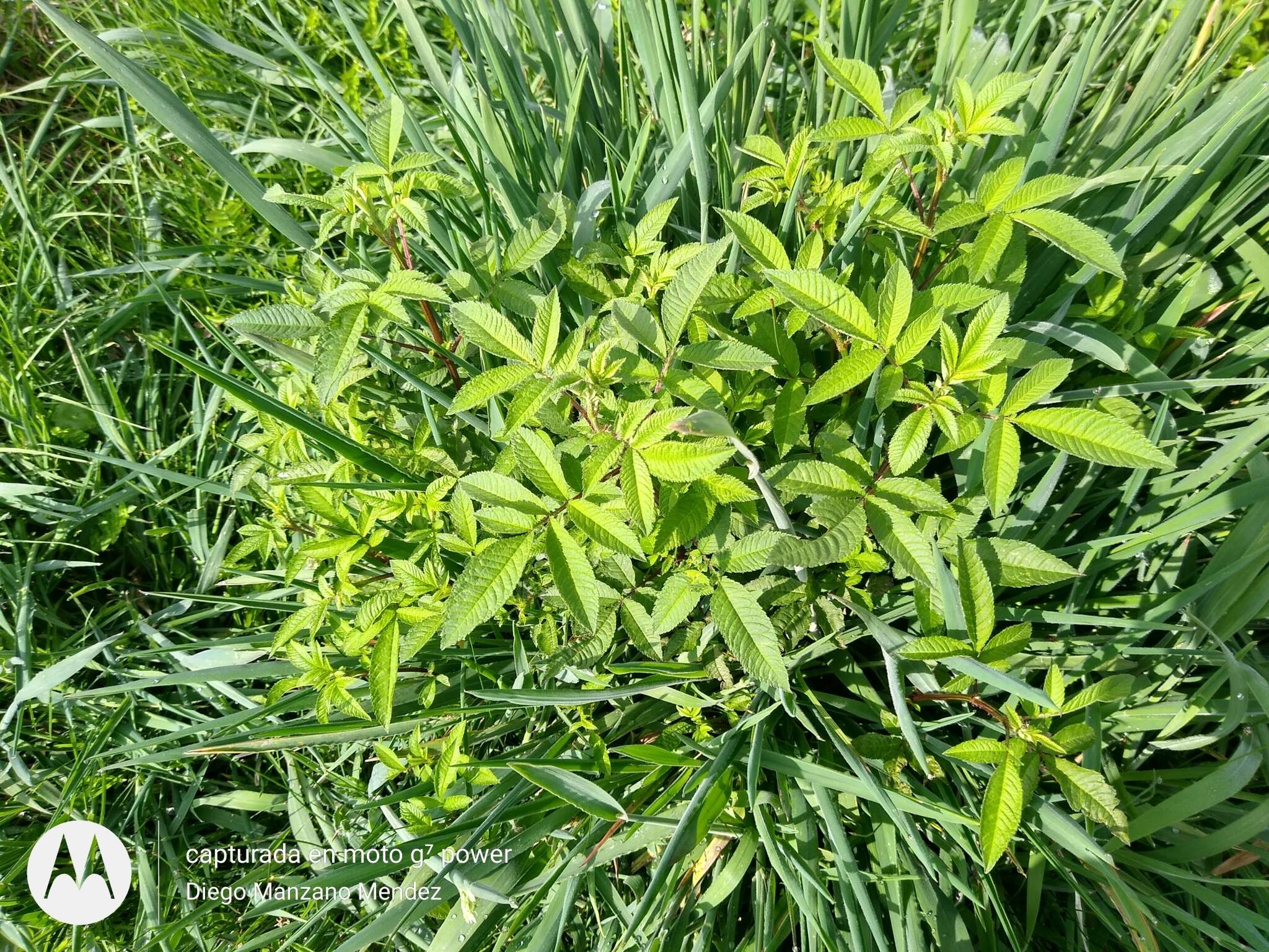 Tagetes nelsonii Greenm. resmi