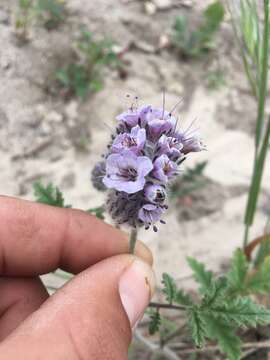 Phacelia hubbyi (J. F. Macbr.) Garrison的圖片