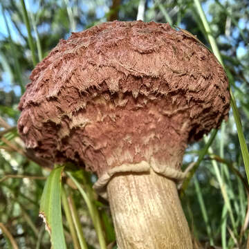 Image of Boletellus deceptivus Halling & N. A. Fechner 2015