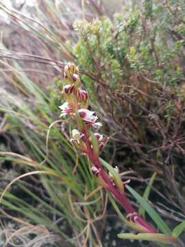 Imagem de Disa ocellata Bolus