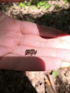 Bufo verrucosissimus (Pallas 1814) resmi