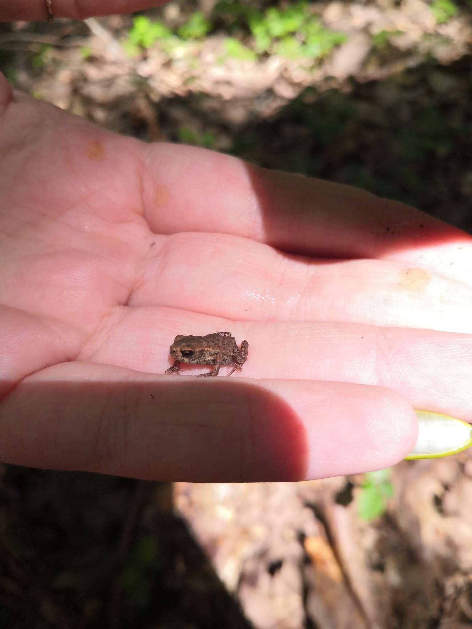 Image de Bufo verrucosissimus (Pallas 1814)