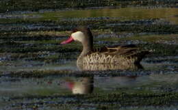 Image of Red-billed Teal