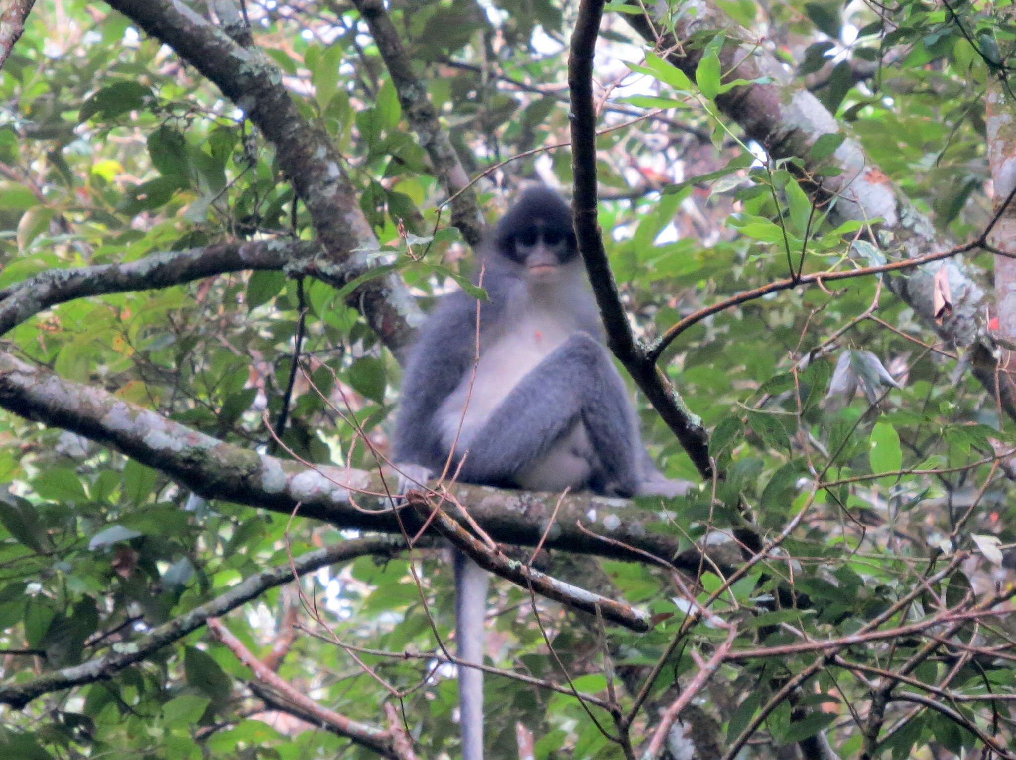 Image of Grizzled Leaf Monkey