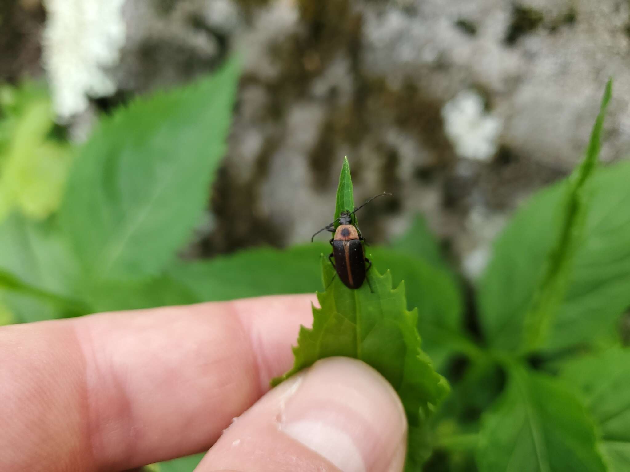 Слика од Pseudocistela marginata (Ziegler 1844)