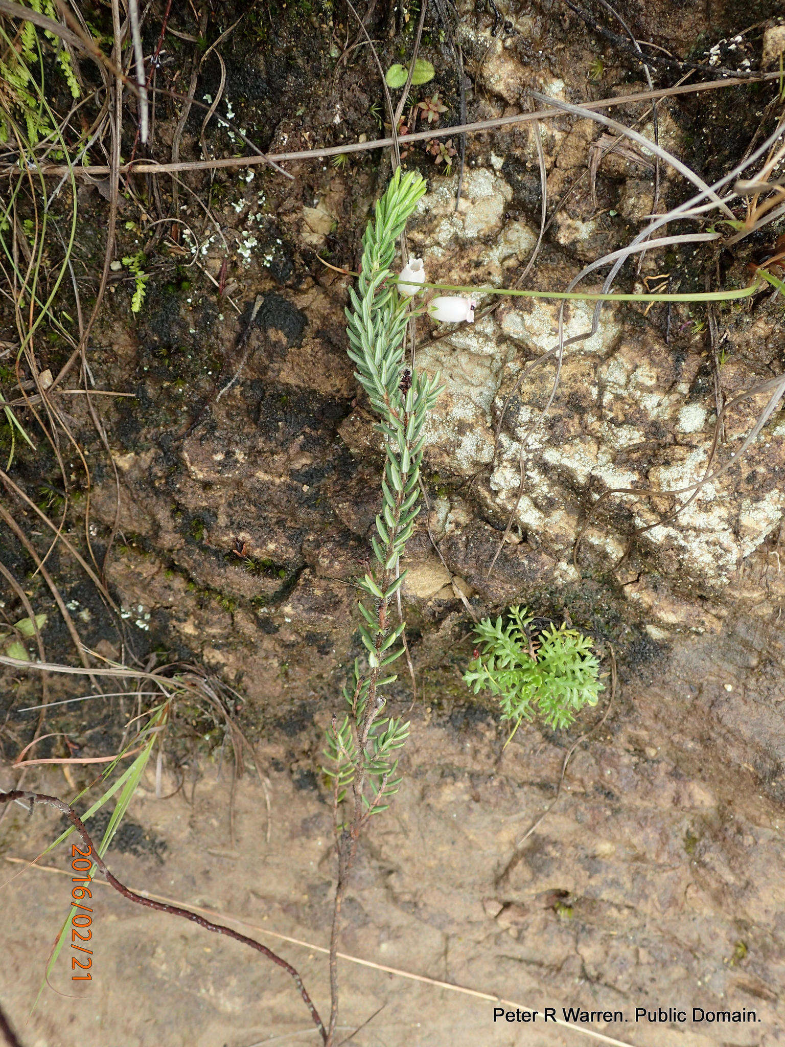 Imagem de Erica oatesii var. oatesii