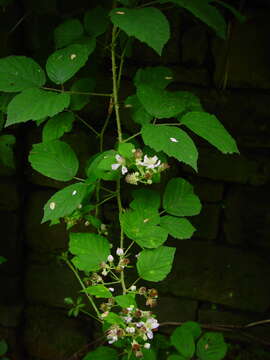 صورة Rubus bartonii Newton