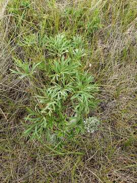 Image of large Indian breadroot