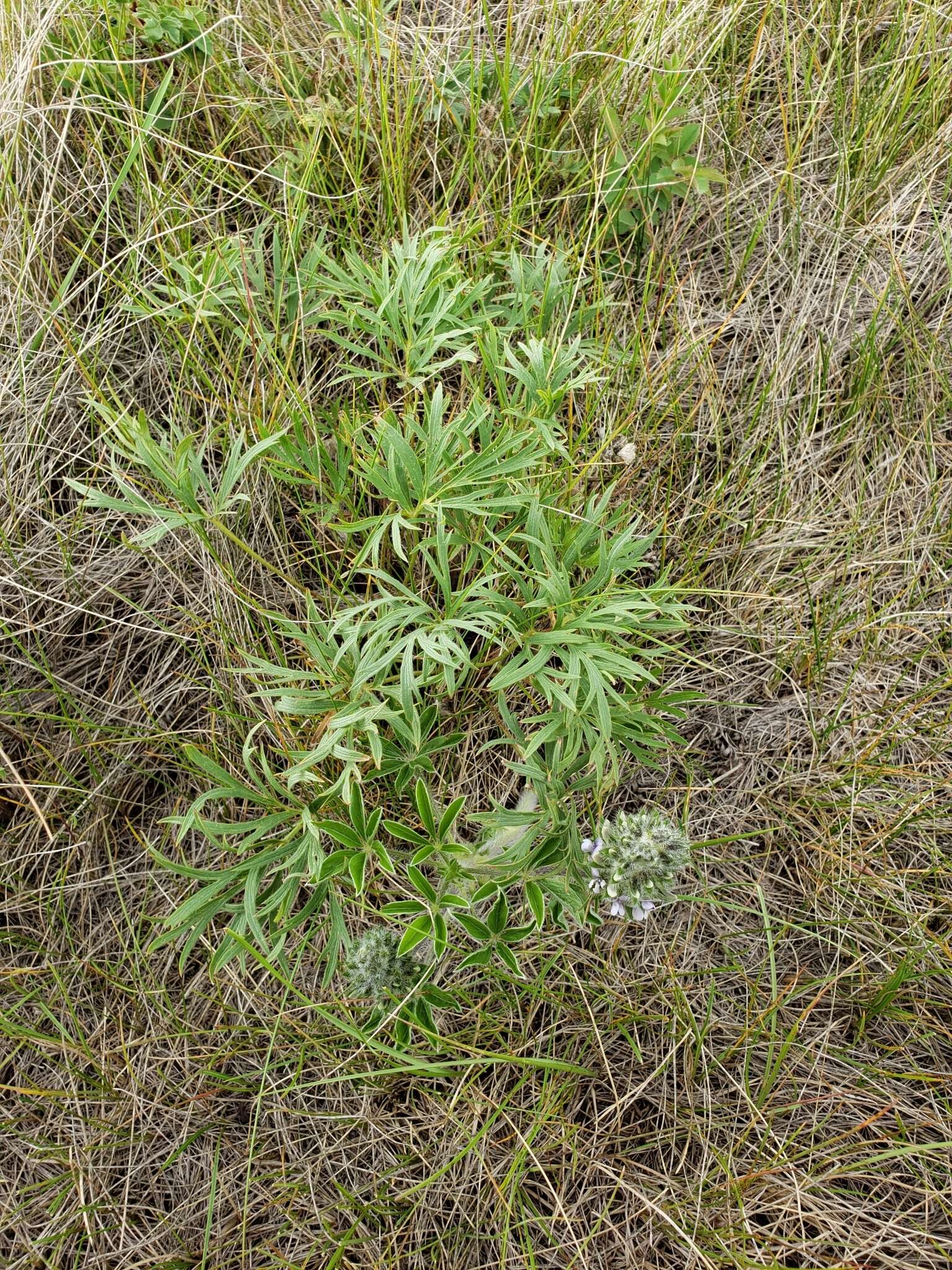 Image of large Indian breadroot