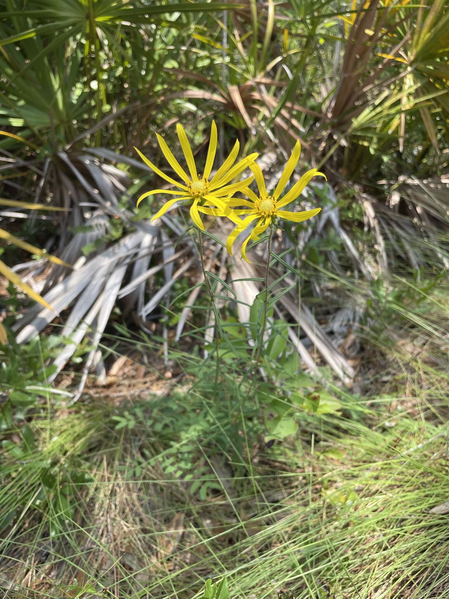 Imagem de Phoebanthus tenuifolia (Torr. & A. Gray) Blake