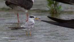 Sternula superciliaris (Vieillot 1819) resmi