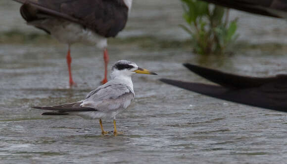 Image of Yellow-billed Tern