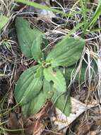 Image of Common Leopardbane