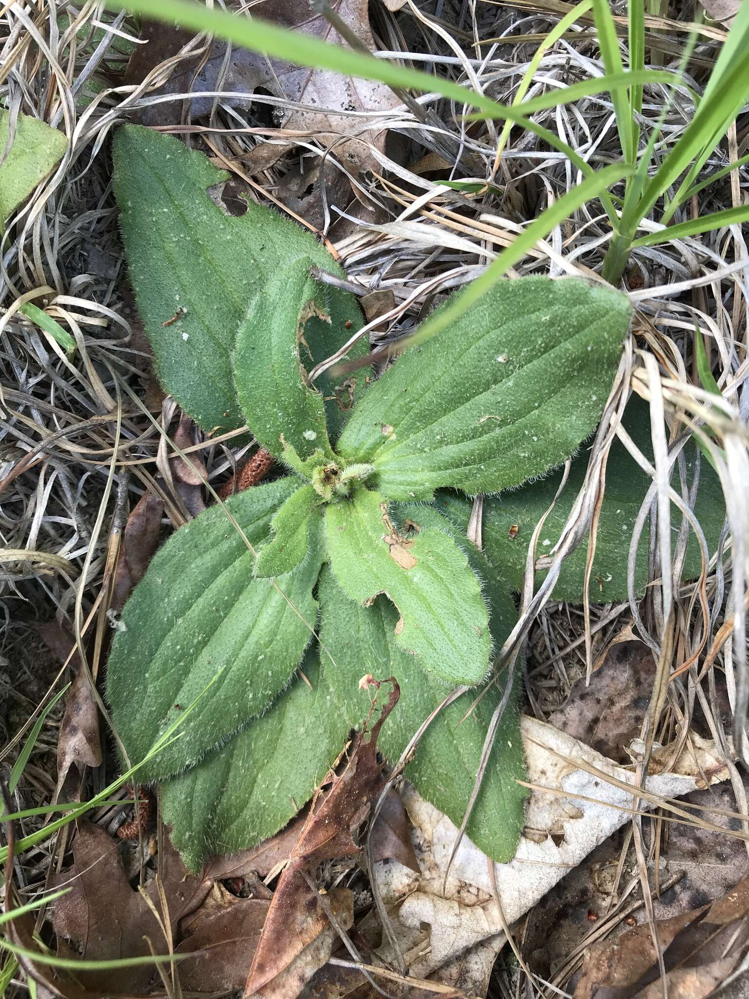 Image of Common Leopardbane