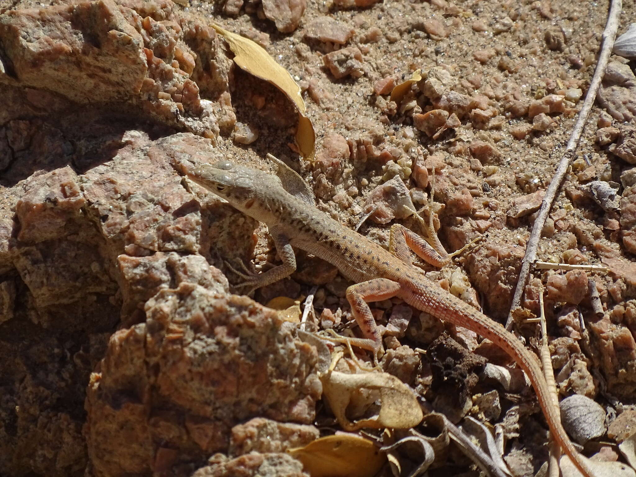 Plancia ëd Pedioplanis inornata (Roux 1907)