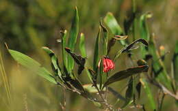 Imagem de Grevillea oleoides Sieber ex Schult.