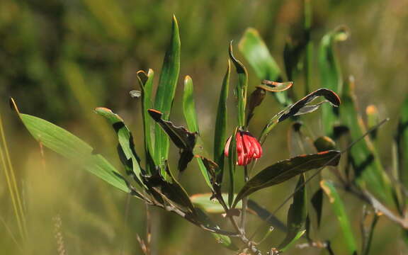 Image of Red Spider Flower