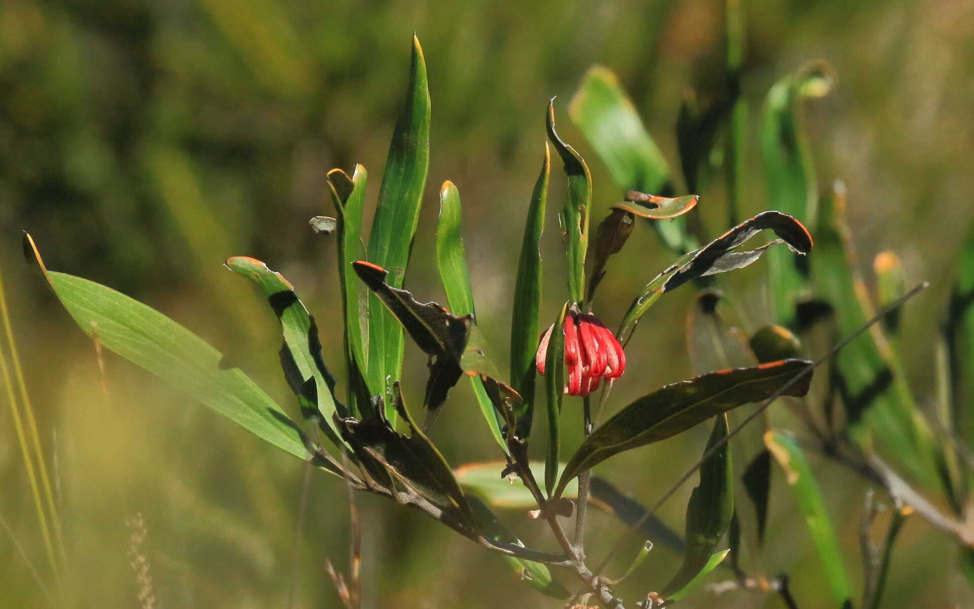 Imagem de Grevillea oleoides Sieber ex Schult.