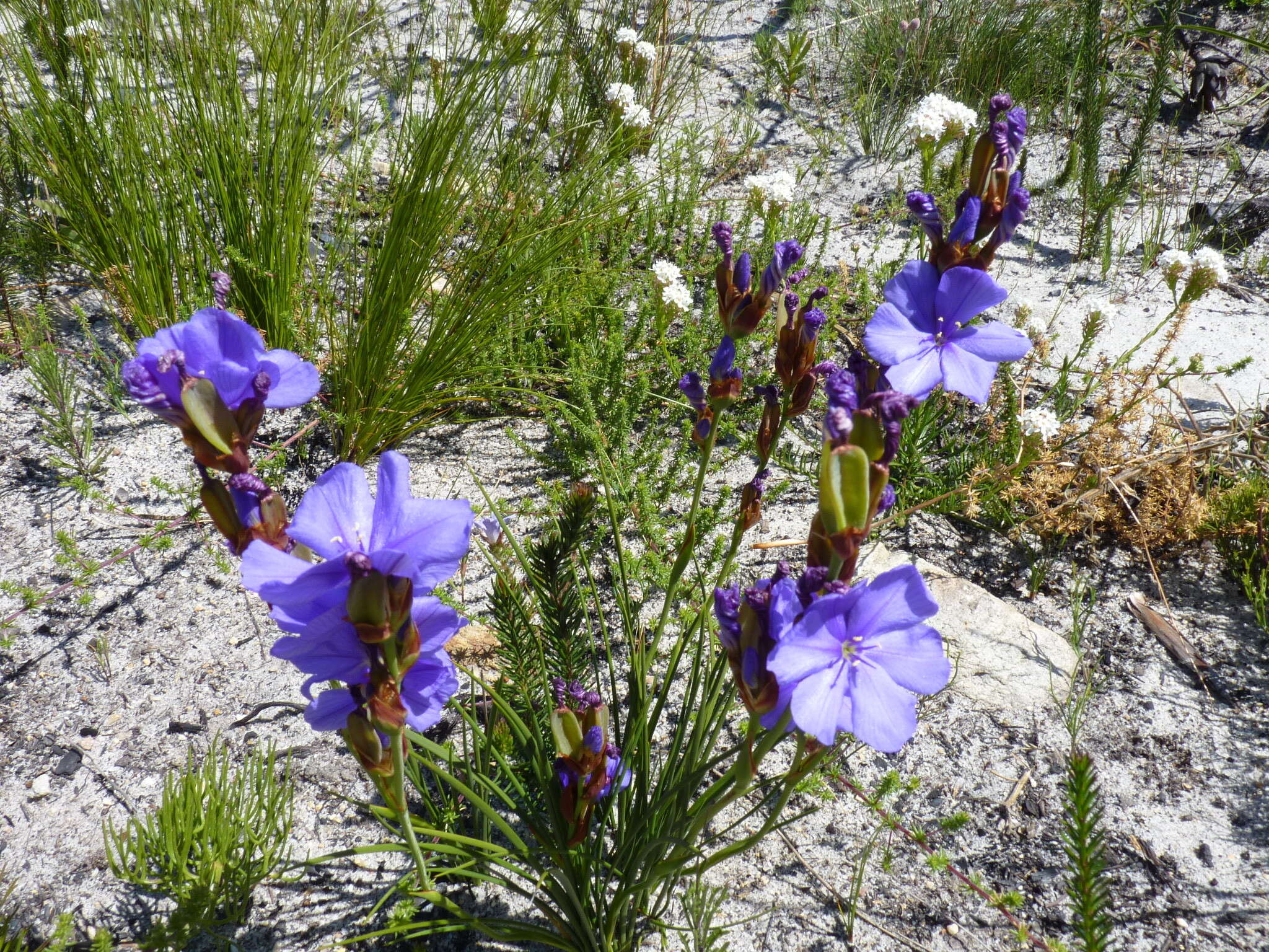 Imagem de Aristea juncifolia Eckl. ex Baker