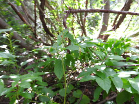 Image of Streambank Pseudosaxifrage