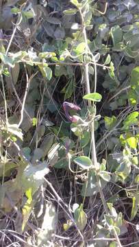 Image of Aristolochia taliscana Hook. & Arn.