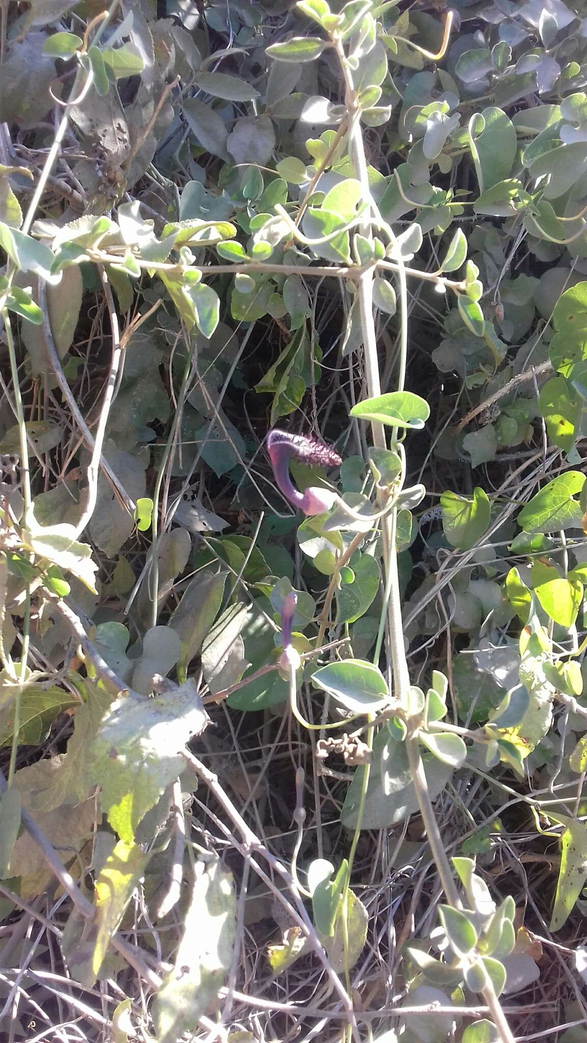 Image of Aristolochia taliscana Hook. & Arn.