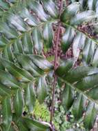 Imagem de Pteris terminalis Wall.