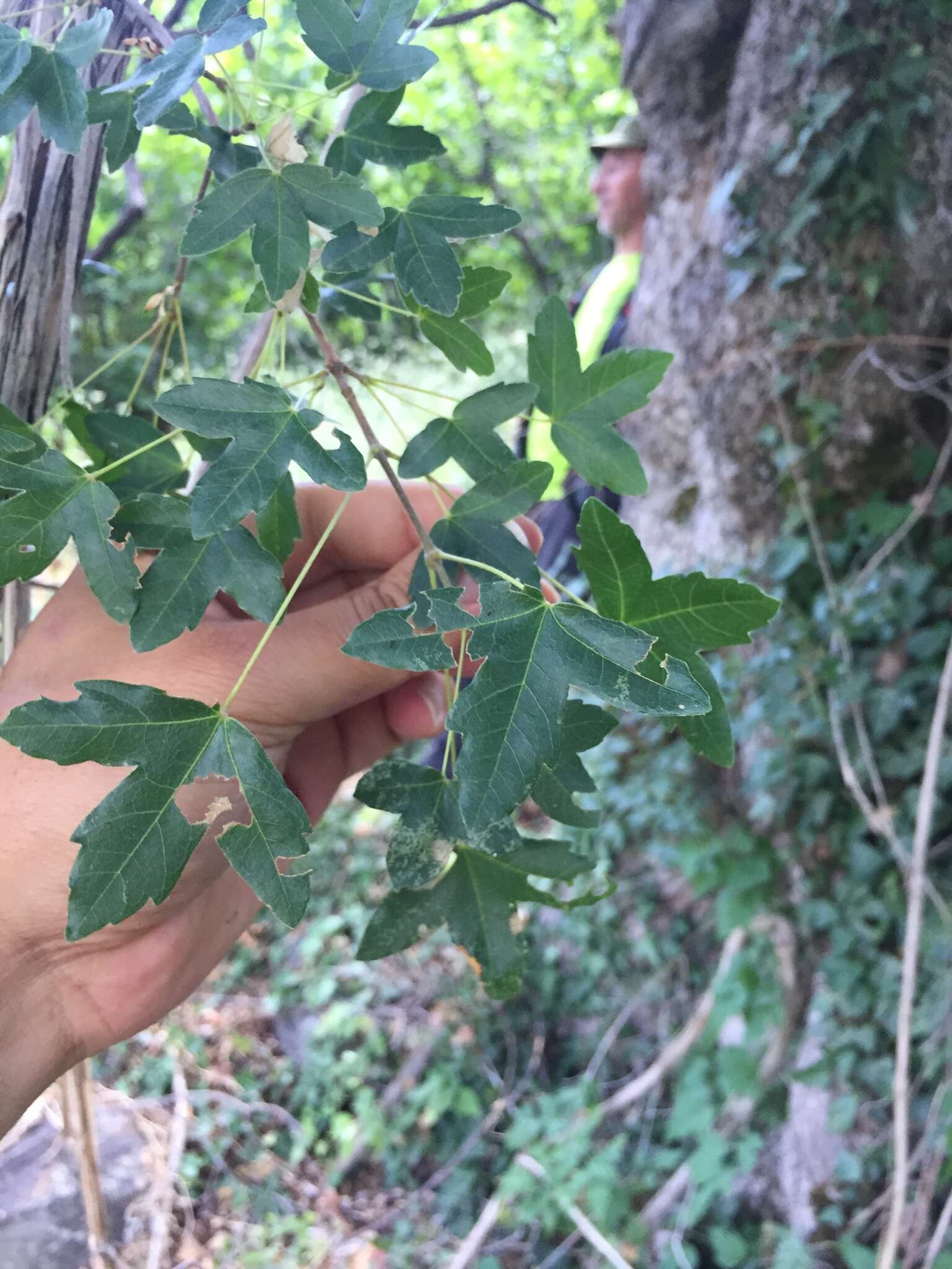 Image of Acer monspessulanum subsp. microphyllum (Boiss.) Bornm.