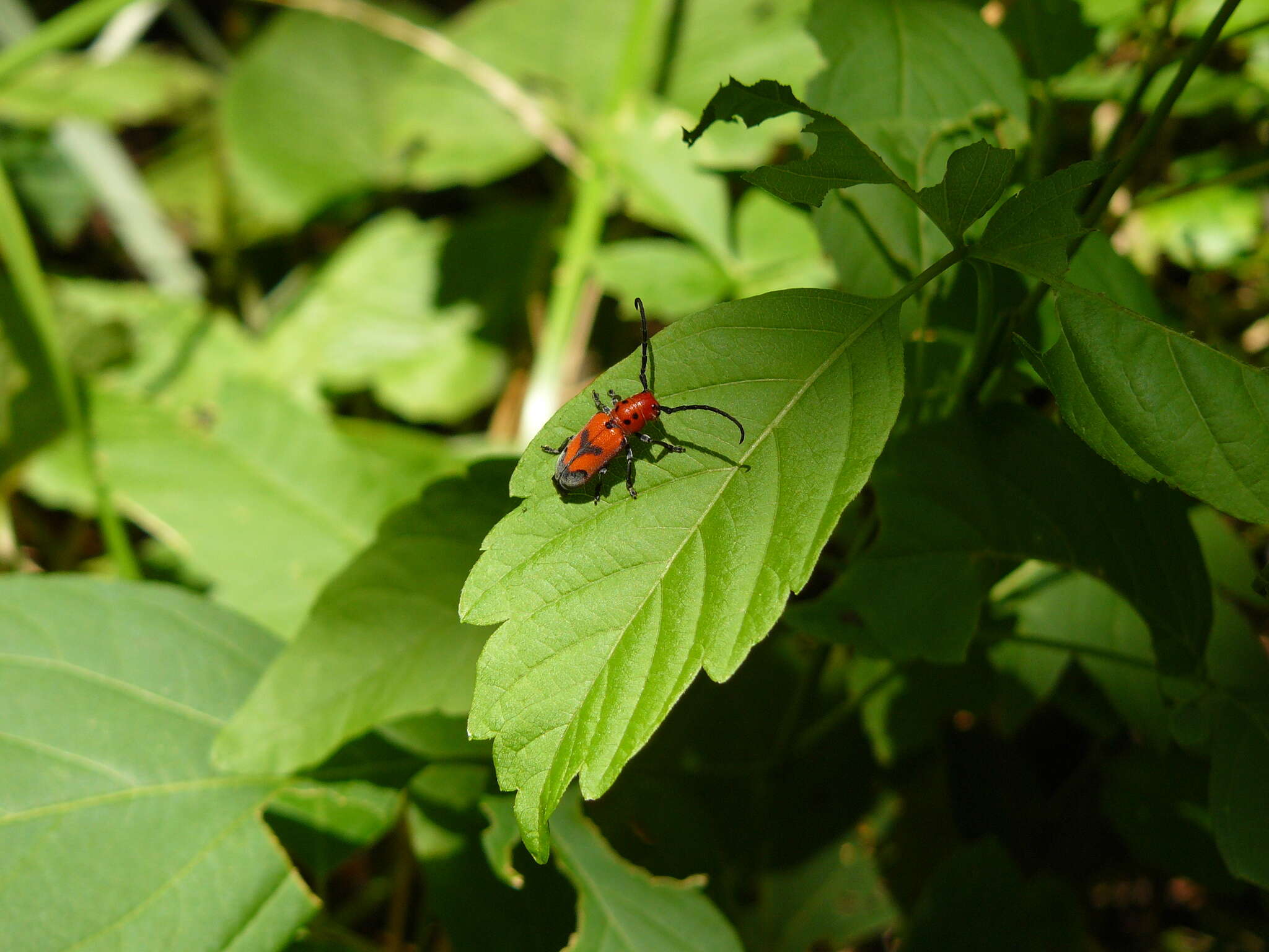 Image of Blackened Milkweed Beetle