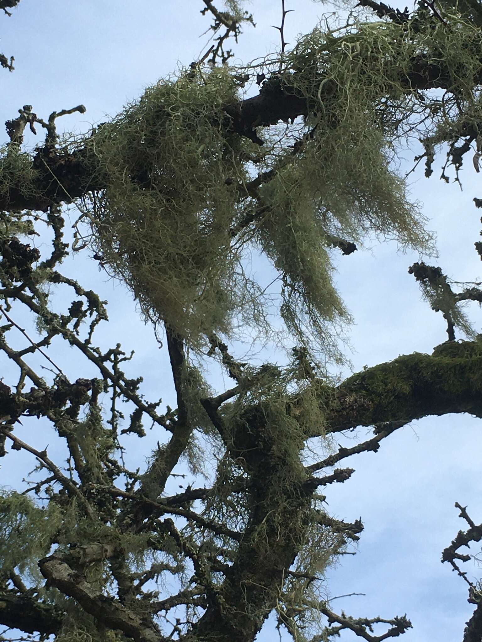 Image of string-of-sausages lichen