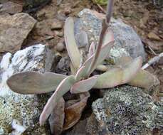 Image of Crassula cotyledonis Thunb.