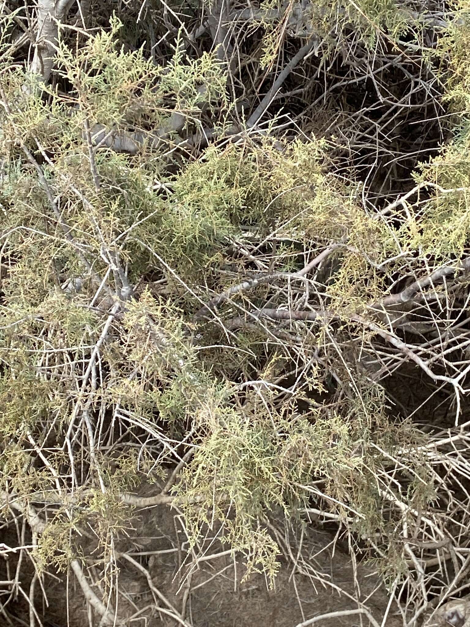 Image of Canary Island tamarisk