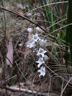 Sivun Euphrasia collina R. Br. kuva