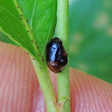 Image de Clastoptera saintcyri Provancher 1872