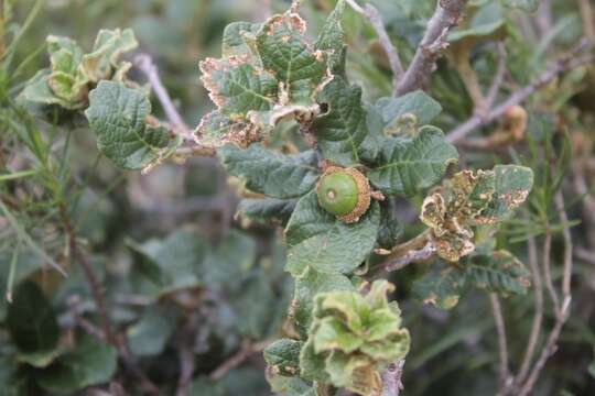 Image of Quercus alpescens Trel.