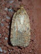 Image of Thelma's Agonopterix