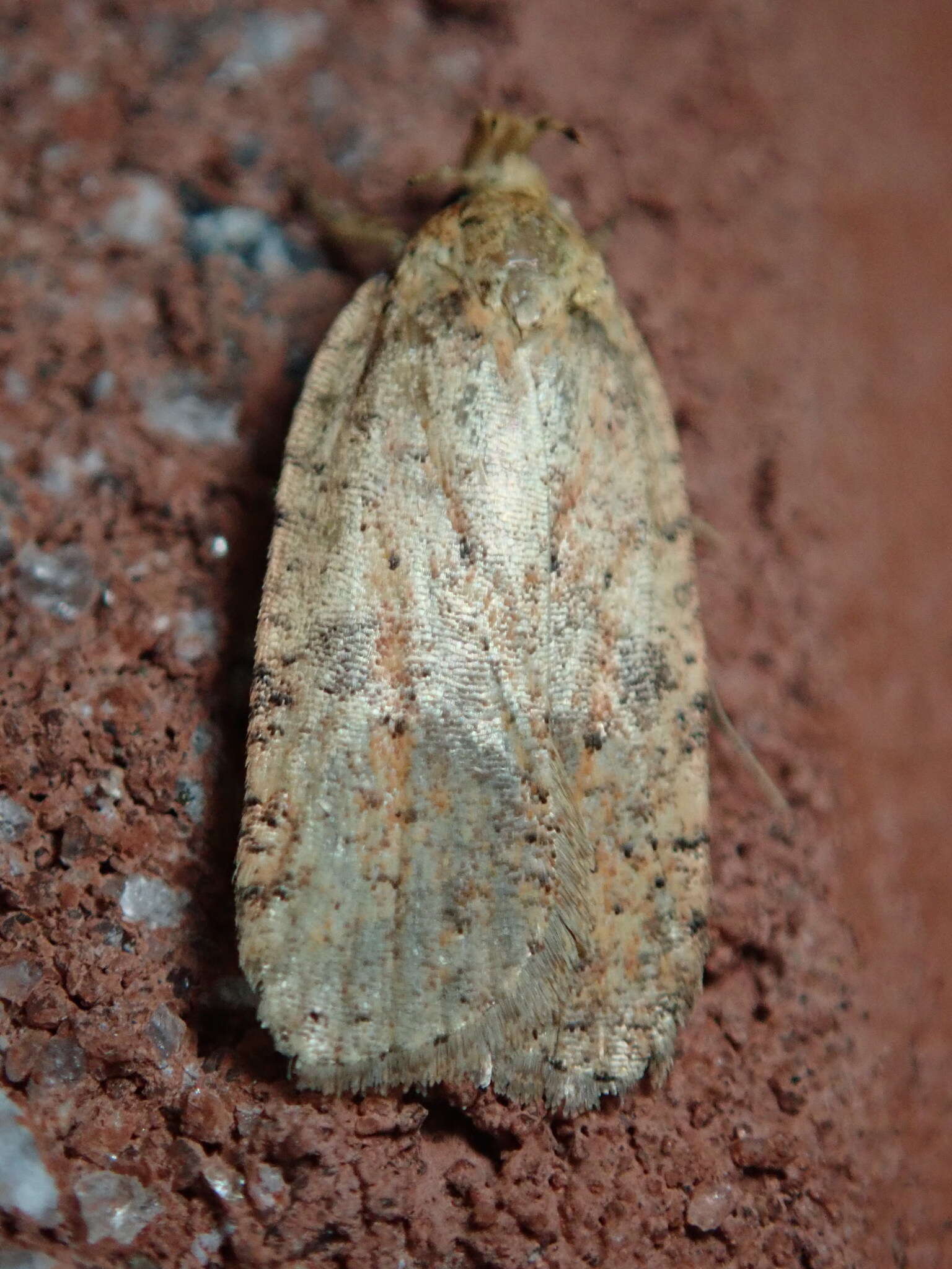 Image of Thelma's Agonopterix