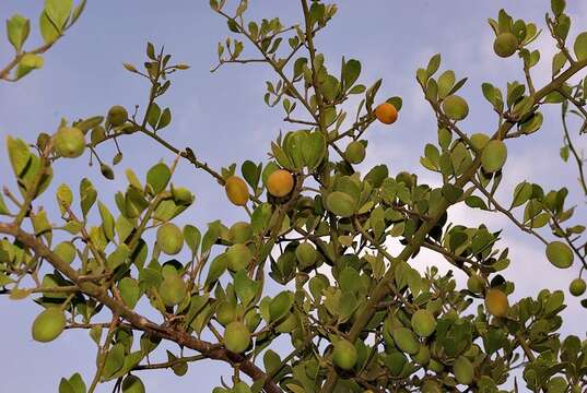 Image of Small green-thorn