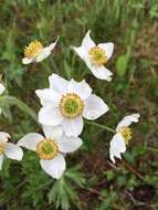 Imagem de Anemonastrum narcissiflorum subsp. crinitum (Juz.) Raus